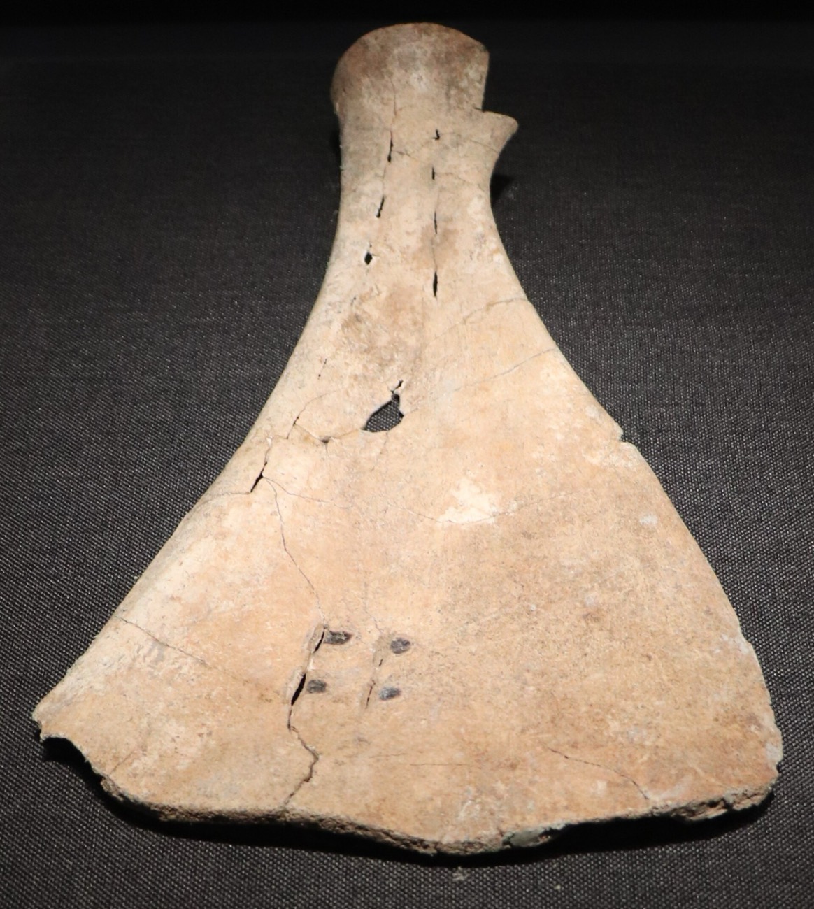 Inscribed oracle bone, Shang dynasty, Anyang. CC0.